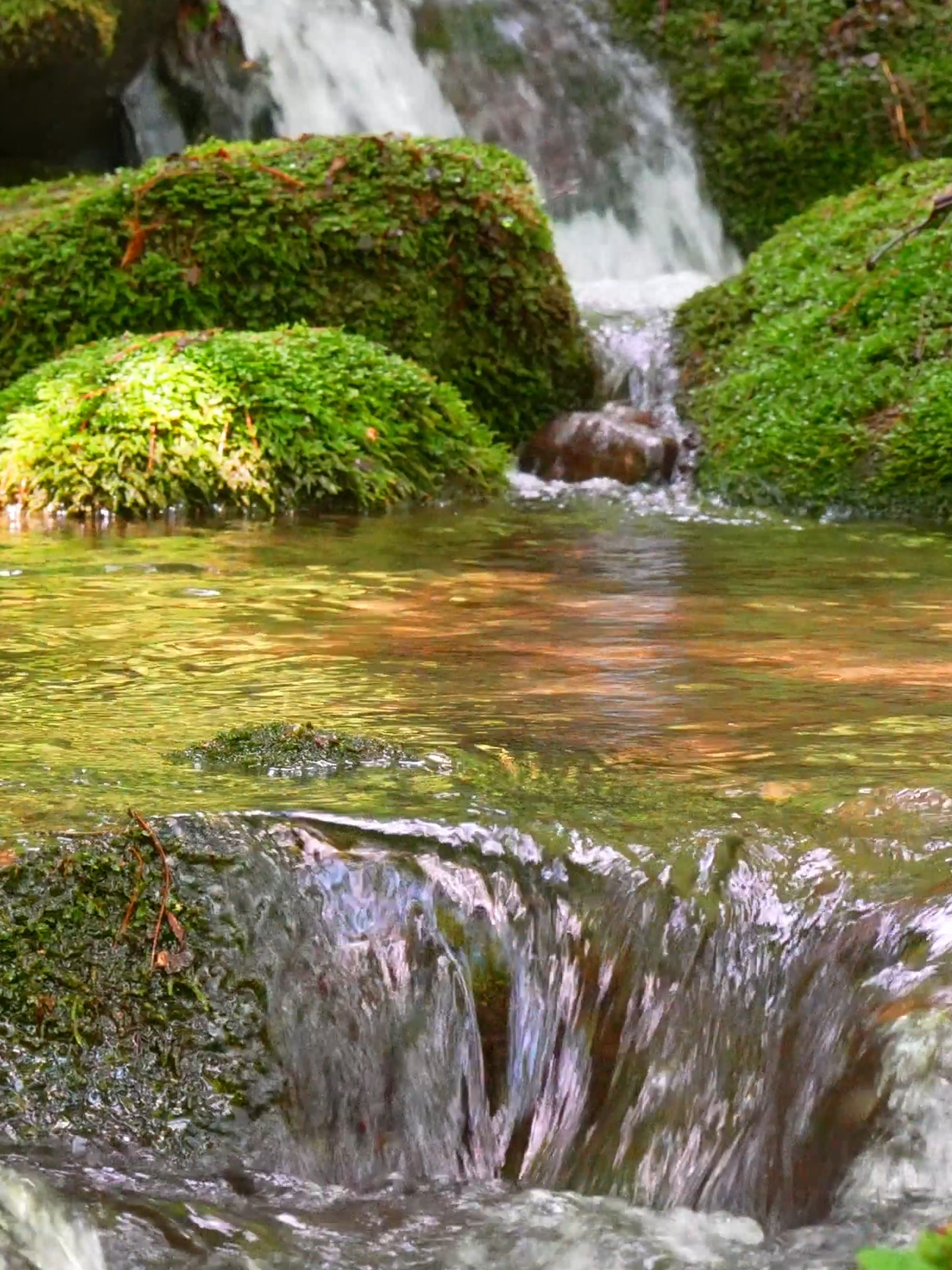 🌿 Clear stream with dancing light in the forest 💧 Perfect natural ASMR for deep sleep, focus & healing 🍀 🎶 Wash away distractions and find peace… Let the whispers of nature embrace you 🌊 #ASMR #NatureSounds #WaterSounds #DancingLight #Healing #Sleep #Focus #Meditation