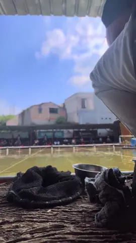 🤙🏻🤪#CapCut #storimancing #fyp#sound #trend #fishingstyle #viral #mancingmania #angler #mancing #angler #fishing #lombamancing #cinematik #anglerindonesia #galapung #galapungikanamas #anglertiktok #mancingikan #lewatberanda 