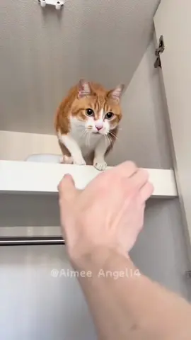 Talking cat videos funny cat videos #cat #catsoftiktok #petcat #funnycat #funnyvideos #catlover 