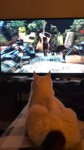 I have no idea what movie my cat is watching