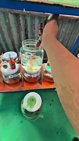 ตั้งน้ำเลี้ยงง่ายๆ🤫🐉#CapCut #ปลากัด #ปลากัดนครปฐม🐟 #ปลากัดแปดริ้ว #ปลากัดมาเลย์ลูกนอก🇲🇾 