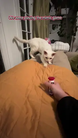 What in the sound fx was that? #catsoftiktok #devonrex #seniorcat 