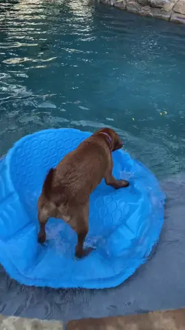 Pool noodles have arrived and Mabel is so excited about the Blue Pearl becoming sea worthy! #labpuppy #waterdog #pirate #fypage #labrador 