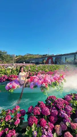 Cùng em bên vườn Cẩm Tú Cầu, em la hoa, hoa là em  #dalat #chuyencuanang
