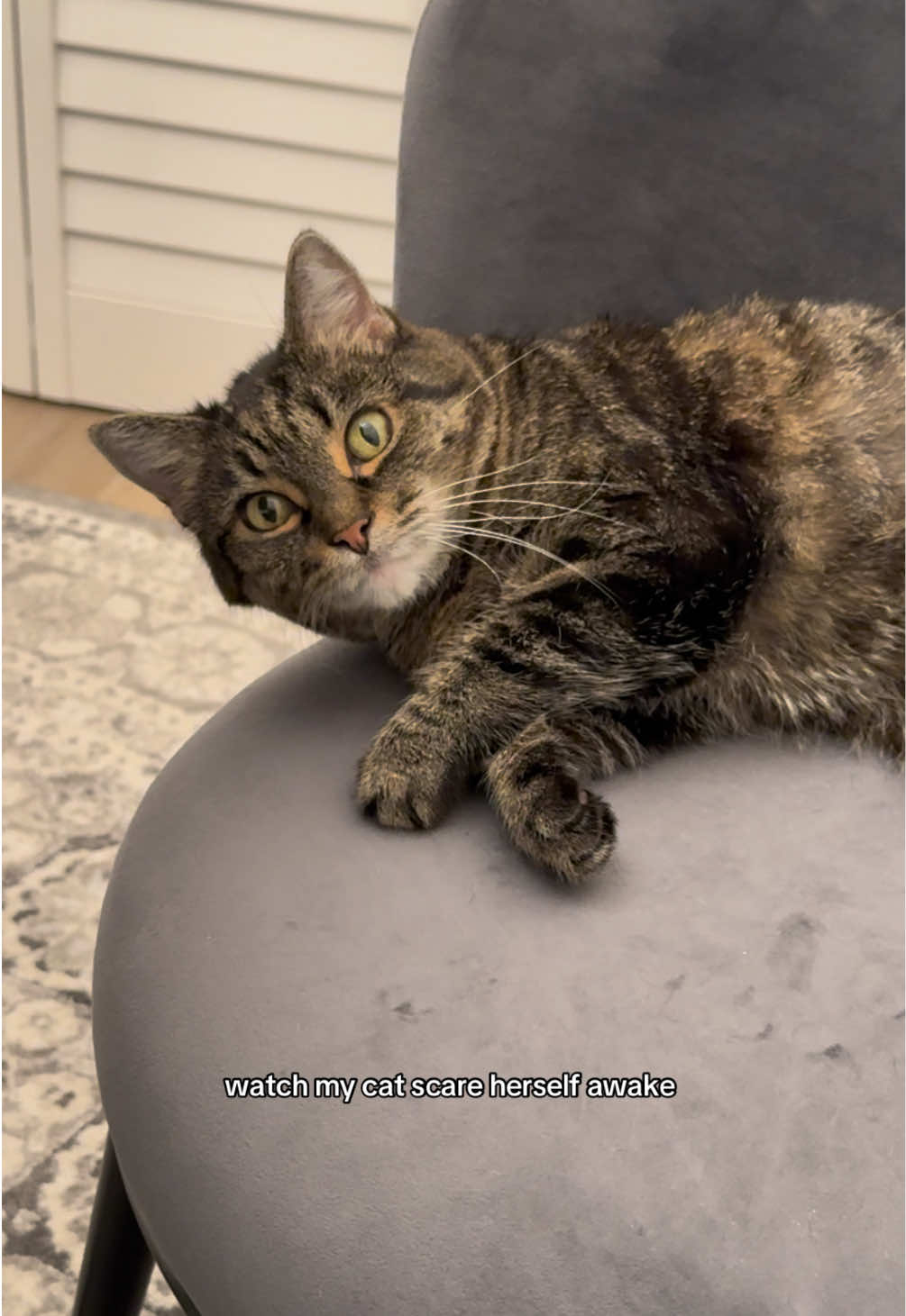 That was a serious REM cat nap 😴 #catsoftiktok #catmom #catnap 