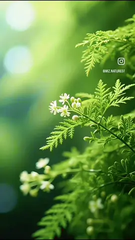 Chào buổi sáng an nhiên. #QuạiUyen #cảnhđẹpthiênnhiên #xuhuongtiktok #fyp 