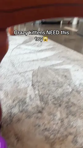 It burns off all their energy! #cats #cattoys #kitten #fyp 