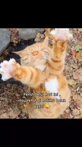 sekadar hiburan 😂#fyp 