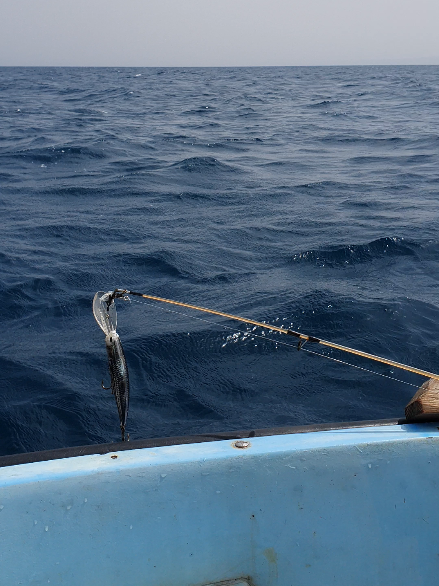 #mlpfishing #fishinginalgeria #الشعب_الصيني_ماله_حل😂😂 #الصيد_البحري #الجزائر🇩🇿_تونس🇹🇳_المغرب🇲🇦 