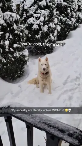Is this snow.. or his new bed forever🛏🐶 #husky #dog #dogsoftiktok #snow #fyp 
