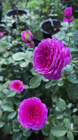 Good morning everyone #ทาสกุหลาบ #rose #กุหลาบสตอเบอรี่มูน #welovegarden