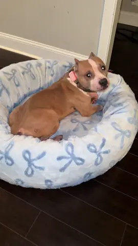Bando has never been more in love with a bed it’s  comfortable, safe and aesthetically, pleasing ❤️ #lesure #lesurepet #lesuredonutdogbed #dogsoftiktok #catsoftiktok @Lesure Pet 