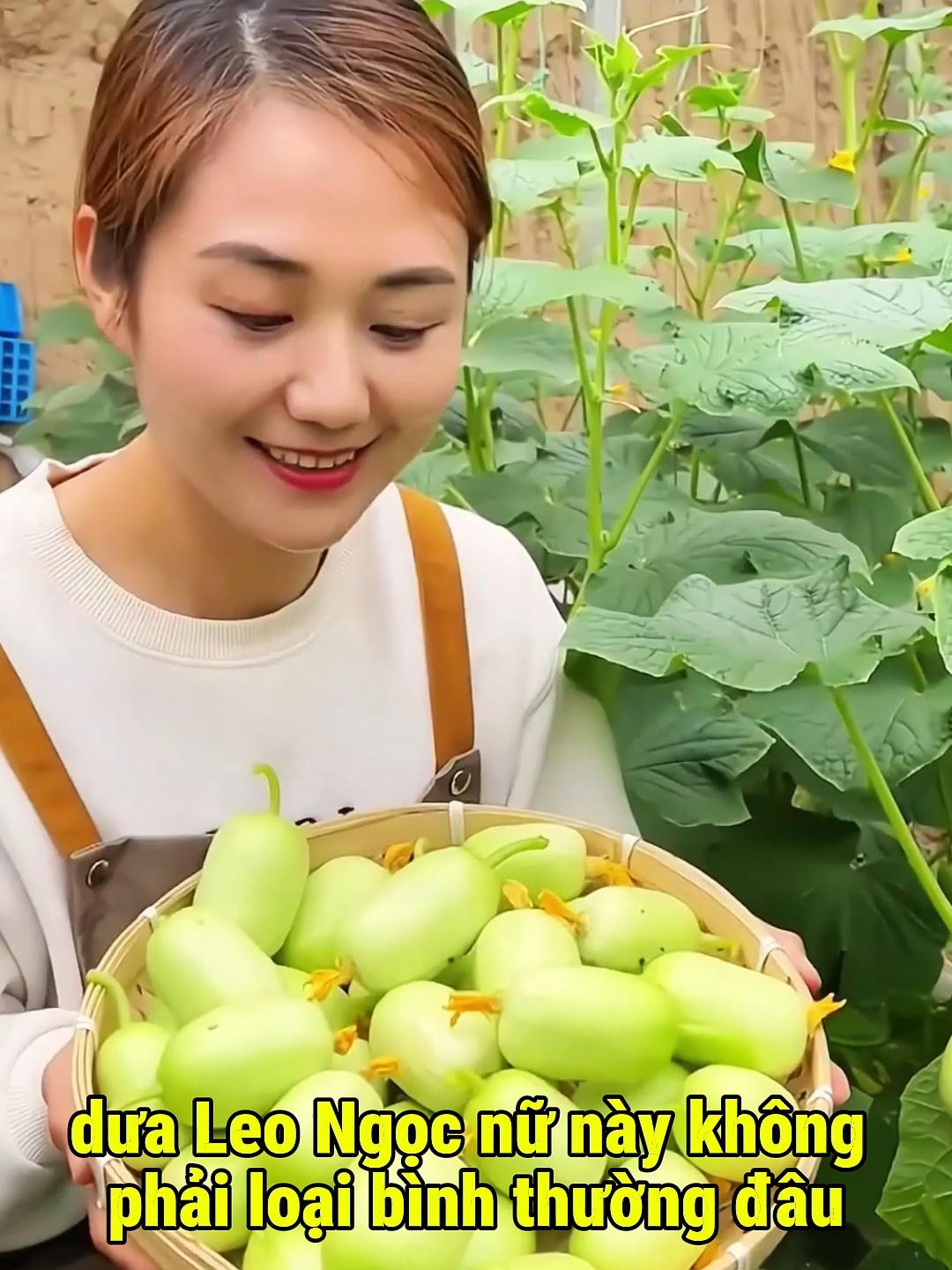 Giảm sốc hạt giống dưa leo ngọc nữ giòn ngọt dễ trồng năng suất cao hạt giống rau sạch hot trend super seed #hatgiong #dualeongocnu #rausach #trongcaytaigia #superseed