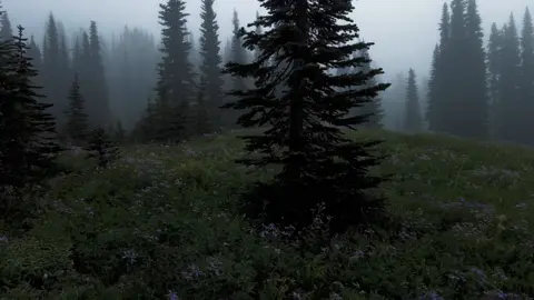 #calm #nature #twilight #foggy 