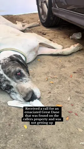 Enjoy a little short story of a girl and a Great Dane, covered in mace. Wasn’t the first, and won’t be the last. A typical day in the life of an animal control officer. ✌🏼🐾 #animalrescue #fypシ #greatdane #fresno #dogsoftiktok 