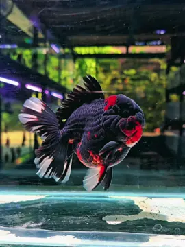 si ganteng...🥰🤗 #kingsgoldfish #fyp #4u #maskokiindonesia #goldfishindonesia🇮🇩 