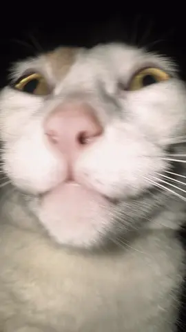 Oopy with the GOOP #catsoftiktok #funny 