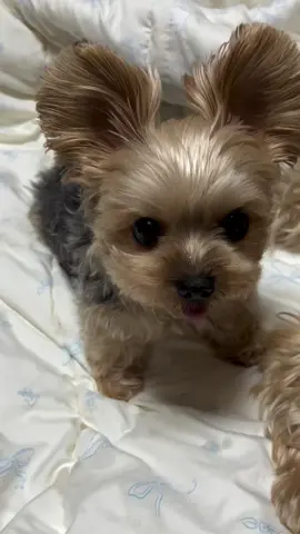 #YorkiePuppy   #YorkieLove   #TeacupYorkie   #YorkieLife   #PuppyCompanion   #SmallDogBigHeart   #YorkshireTerrier   #PuppyWhisperer   #LapDogLove   #TinyButMighty