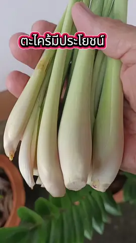 ตะไคร้มีประโยชน์มากมายถ้าเรารับประทานเป็นประจำ#ตะไคร้ #พืชผักสวนครัว #สวน #ประโยชน์ #ของดีบอกต่อ 