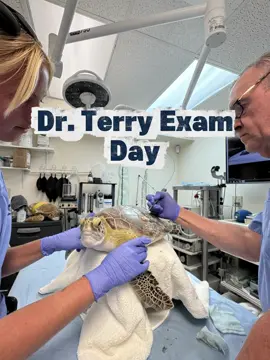 Here’s a little look into our vet week with Dr. Terry! Dr. Terry did exams and wound care on Mossy, Tiny T and Bella❤️‍🩹🐢 #seaturtle #turtle #fyp #animalsofttiktok #rescue  