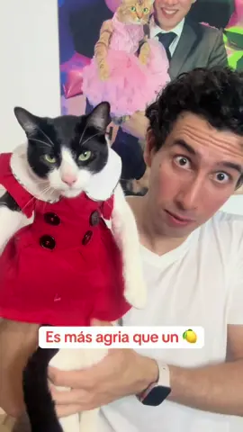Aquí sigue Paty! #catlover #catlover #gatos #catsoftiktok #cats 
