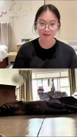 A true meow-sician 🎵 🐱 #cat #fyp #kitty #catlover #catsoftiktok 