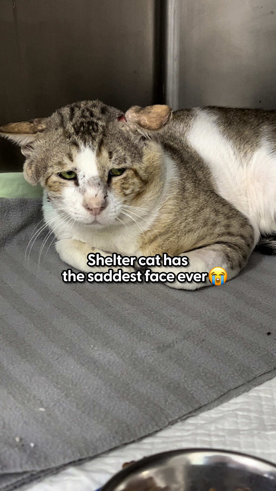 When he finally kisses his cat sibling 🥹 We talked to Ben's rescuer, RJ, about how he went from being a scared street cat to a trusting, lovable guy who constantly asks for cuddles! There are more cats available for adoption at Every Cat Matters UK. See them on Instagram: everycatmattersuk Catch more of RJ's rescue work on Instagram: rjsmoggies