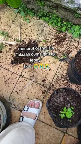 udh effort nanem dr biji, eh udh segede gitu habis diobrak abrik ayam tetangga😭👊🏼 #hobiberkebun #minigarden #hamatanaman #ayamtetanggameresahkan 