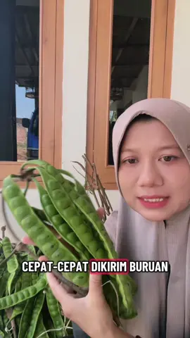 Pete boyolali tua co di krnjng kuning