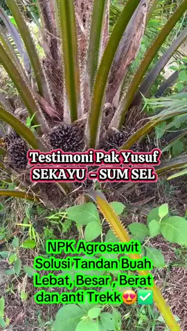 Testimoni Agrosawit di Kebun Sawit Pak Yusuf - Sekayu. Tandan Buah Segar Lebat, Besar, Berat dan Bakal buah terus Susul Menyusul ( Anti Trekk) 🫠🌴✅️ #petanisawitindonesia🇮🇩 #distributoragrosawit #pupukagrosawit #npkagrosawit #hargapupukagrosawit 