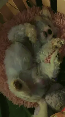 #အာ၀ုချစ်သူများ #ကရင်ပြည်နယ် #မြ၀တီမြို့ #မြင်ပါများပြီးချစ်ကျွမ်းဝင်အောင်လို့😜 #ချစ်တဲ့စိတ်လေးနဲ့ကြည့်ပေးပါနော်😘😘😘😘 