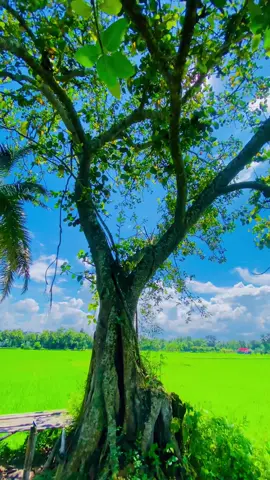 পরকালে ইনশাআল্লাহ পাবো 😊❤️‍🩹#florayne_0 #fyp #nature #tiktokbangladesh #viral 