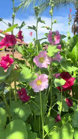 forever my grandpas garden baby 💕   my love for flowers stem from u 