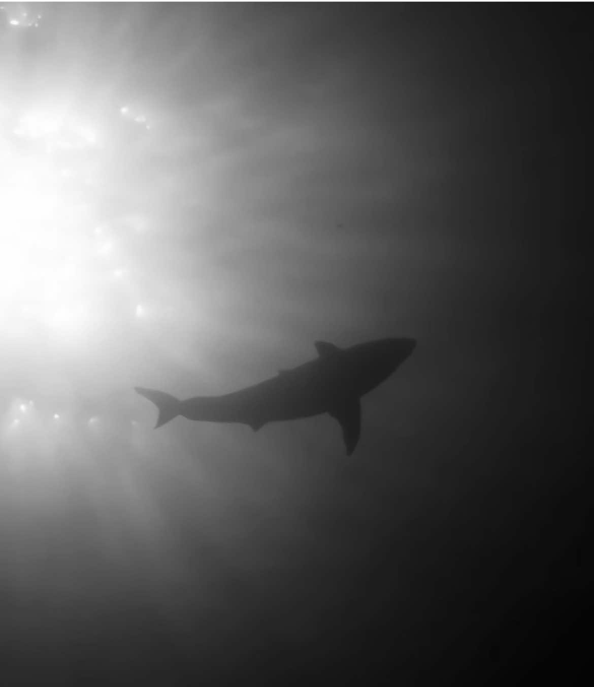 The Loneliest Predator In The World AKA The Great White Shark || Do You Know Why A Shark Never Stops Moving? || #sharks #greatwhiteshark #edit #interestingfacts #predator 