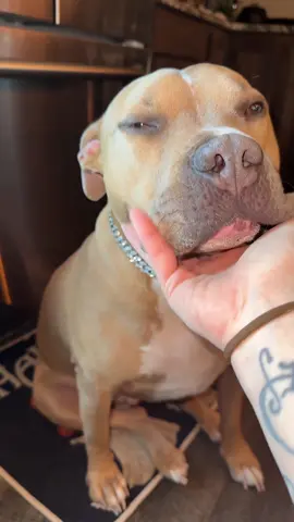 This dog chain is so freaking cute! #dogchain #dognecklace #dogcollar 