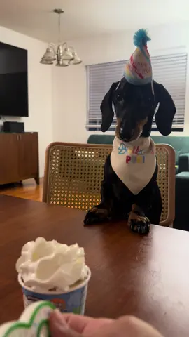 Zeke did a lot more than eat cake 💩NDJDKD  #dachshund #wienerdog 