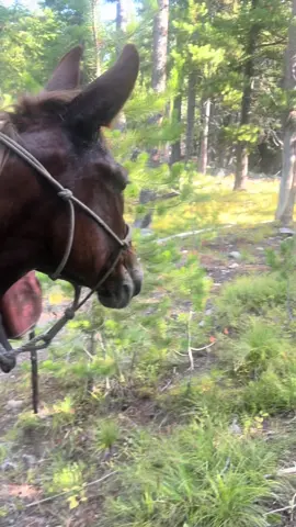 Long story short: After meeting the wolf on the trail, the two mules (Petey and Molly) along with the rider had a stare down with the wolf. At one point the wolf did get closer then promplty turned and left. The mules as far as we know have never encountered a wolf before. The rider (Brute) on the other hand has had a few close encounters with wolves while on foot and riding mules in the wilderness. Instagram-brutecameron1996  CameronOutfitters #idaho #wilderness #wolf #fyp