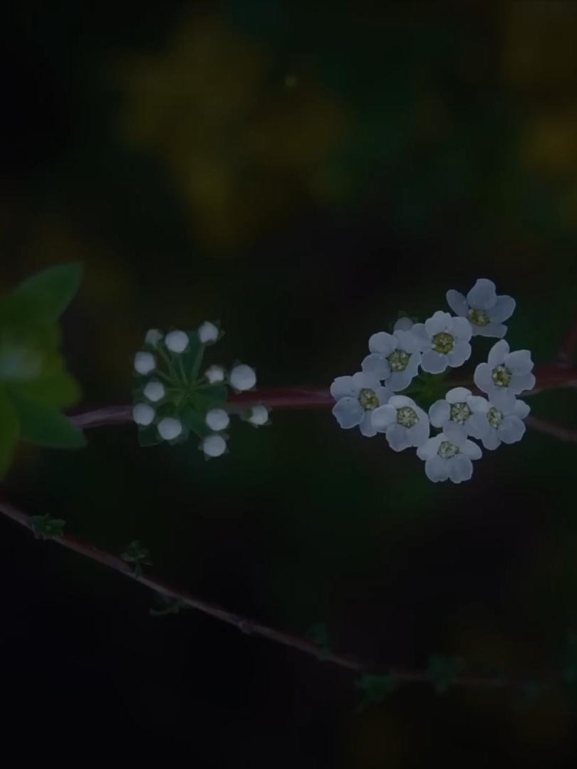 [Vietsub] Mọi điều tốt đẹp cuối cùng sẽ thuộc về cậu (所有的美好终会属于你) - Vương Nhất Nhất (王一一) #nhachaymoingay #nhactamtrang #nhachay #nhacxuhuong #nhactrungquoc #vietsub