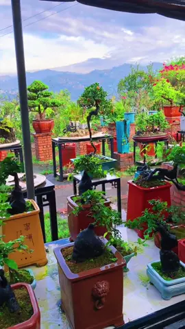 ngắm cây #bonsai #caycanh 