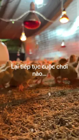 #gà ri vàng