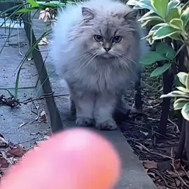 It took me a while to get used to the cat and take it home to care for. How could anyone throw away such a cute cat?#cat #catsoftiktok #catvideo 