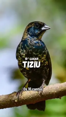 #viraltiktok #natureza #criadores #passaros #aves 