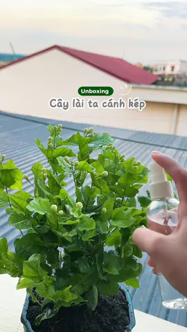 Team mê cây thì đừng bỏ qua em hoa này nha 💓💓 #trongcay #cayhoalaita #Vlog #unboxing #trongcaytainha 