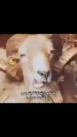 #😂 #اكسبلور #شعب_الصيني_ماله_حل😂😂 