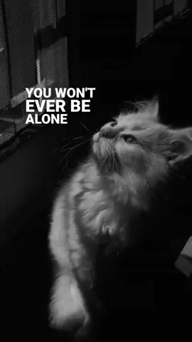 #fyp #xyzbca #photograph  #lyrics #kucing 