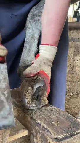 #hoofpicking #farmlife #donkyhooves #hoofpicking #donkey 