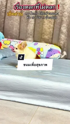 สัญญาณเตือนว่าน้องกำลังลำไส้พัง รีบดูแลด่วน คันเกา เลียเท้า ไถก้น #ขนมสุนัข #ขนมหมาเพื่อสุขภาพ #happytummy 