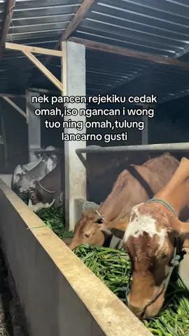 #fyp #peternakmuda #bosmuda #fypage #pengusahamuda 