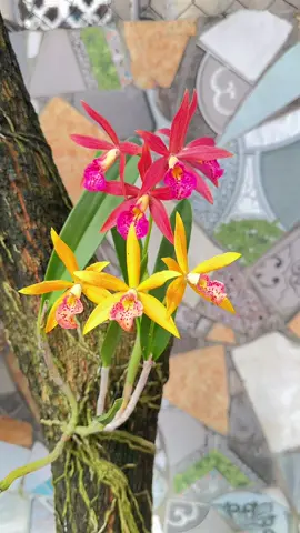 Những bông Hoa nhỏ .. 