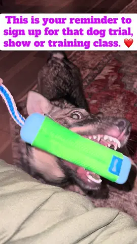 Friendly reminder! #dogsports #conformation #swedishvallhund #dogsoftiktok 